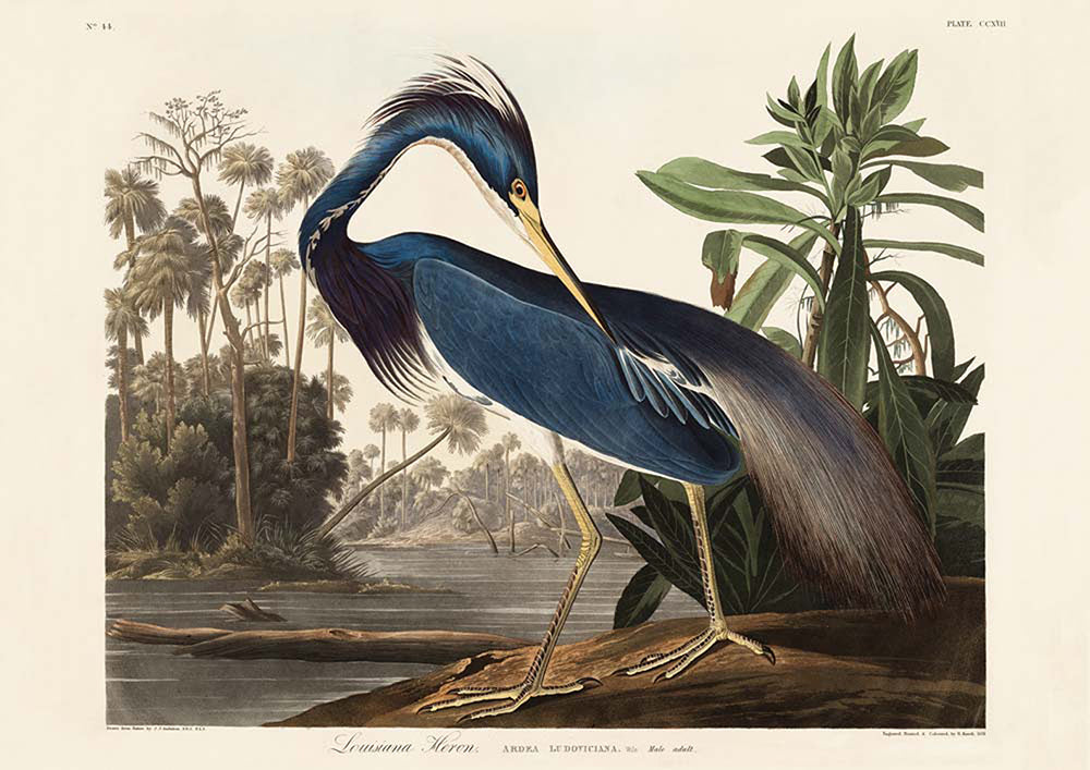 Flamingo and Louisiana Heron Birds Set of 2 Prints