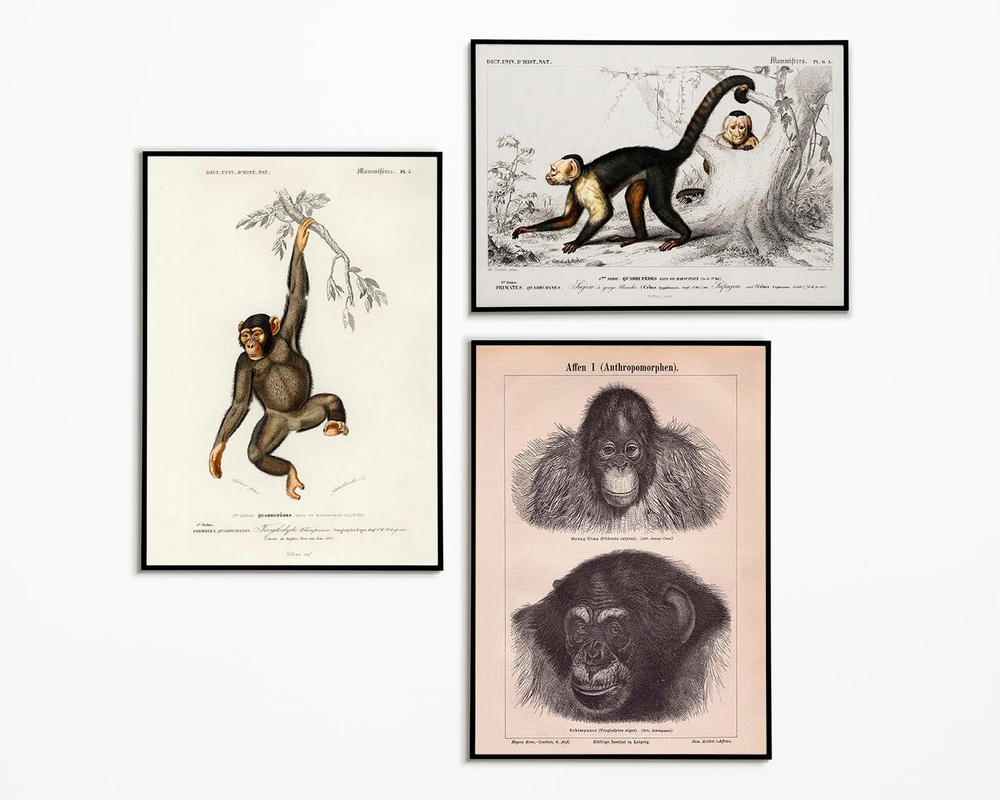 Vintage Apes and Monkeys Illustrations Set of 3 Prints
