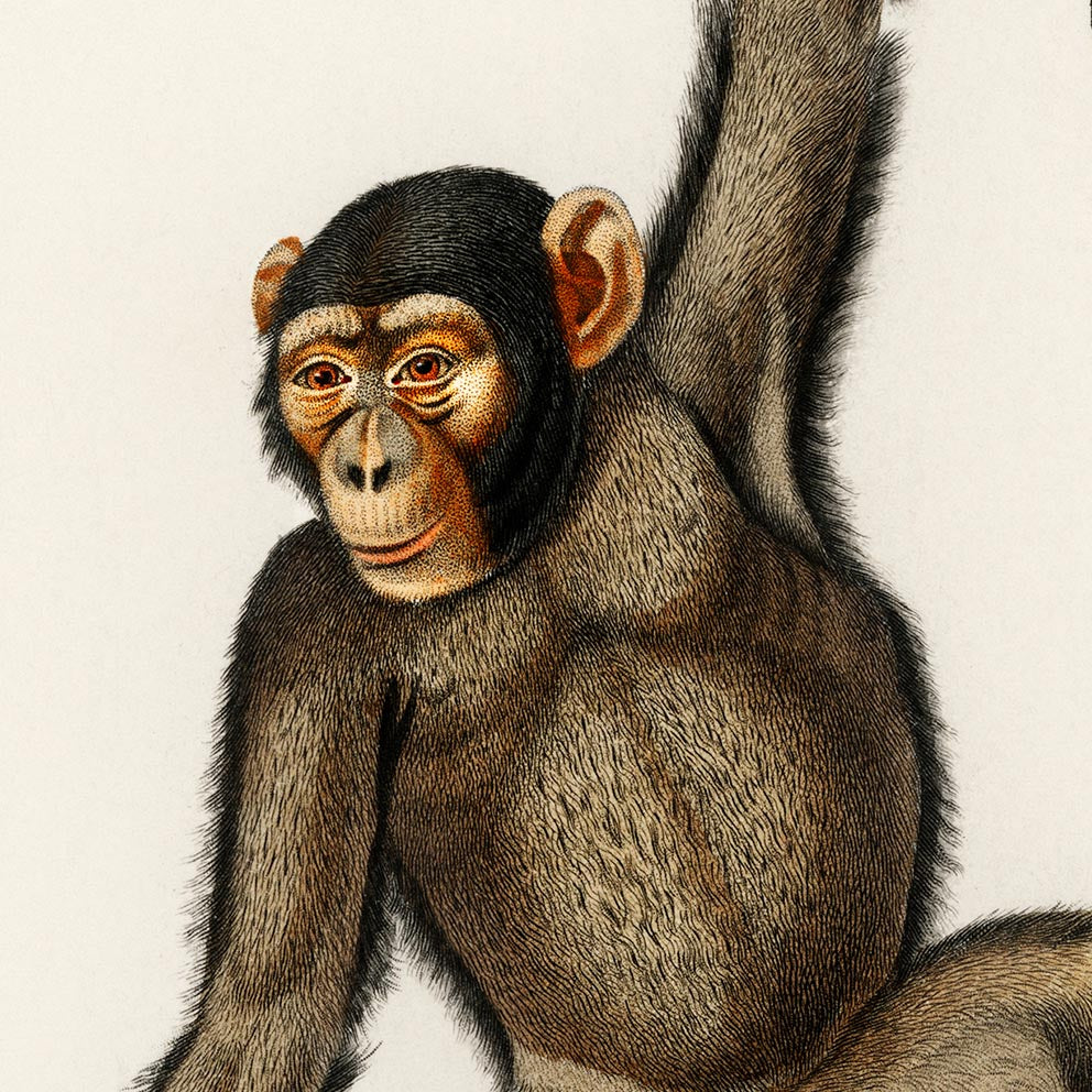 Vintage Apes and Monkeys Illustrations Set of 3 Prints