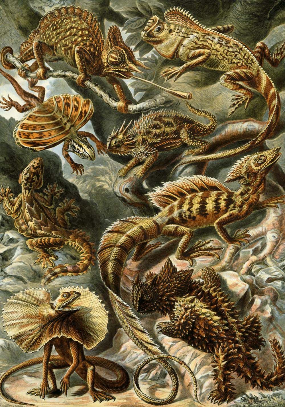 Ernst Haeckel Poster Set of 2