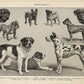 Vintage Dogs Illustrations Set of 3 Prints
