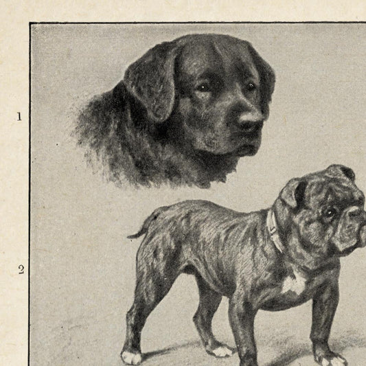 Vintage Dogs Illustrations Set of 3 Prints