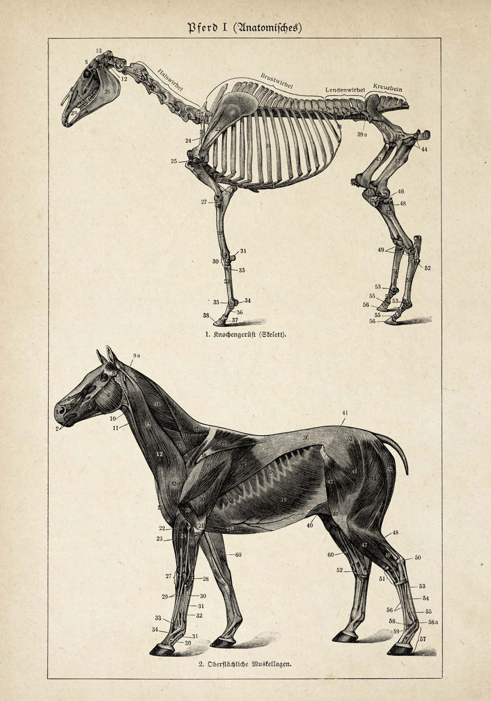 Vintage Horse Illustrations Set of 3 Prints