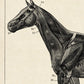 Vintage Horse Illustrations Set of 3 Prints