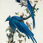 Blue Birds Set of 3 Prints