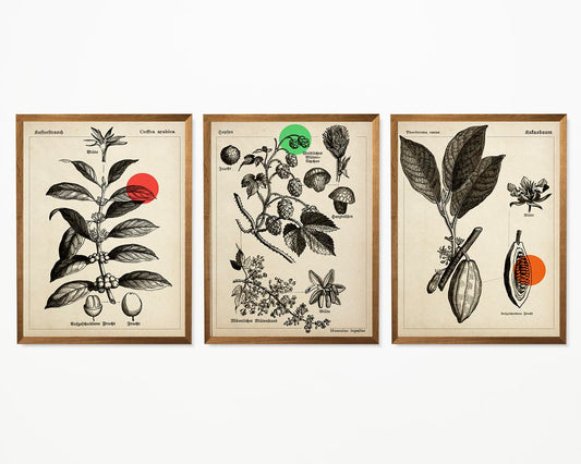 Vintage Coffee Cocoa and Hops Illustrations Set of 3 Prints