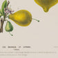 Vintage Flower Illustrations Set of 3 Prints