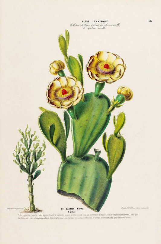 Cactus and Flowers Set of 3 Prints