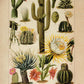 Cactus Poster Set of 2