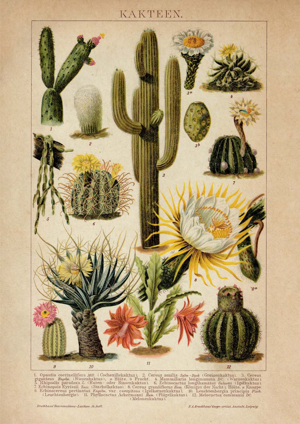 Cactus Poster Set of 2
