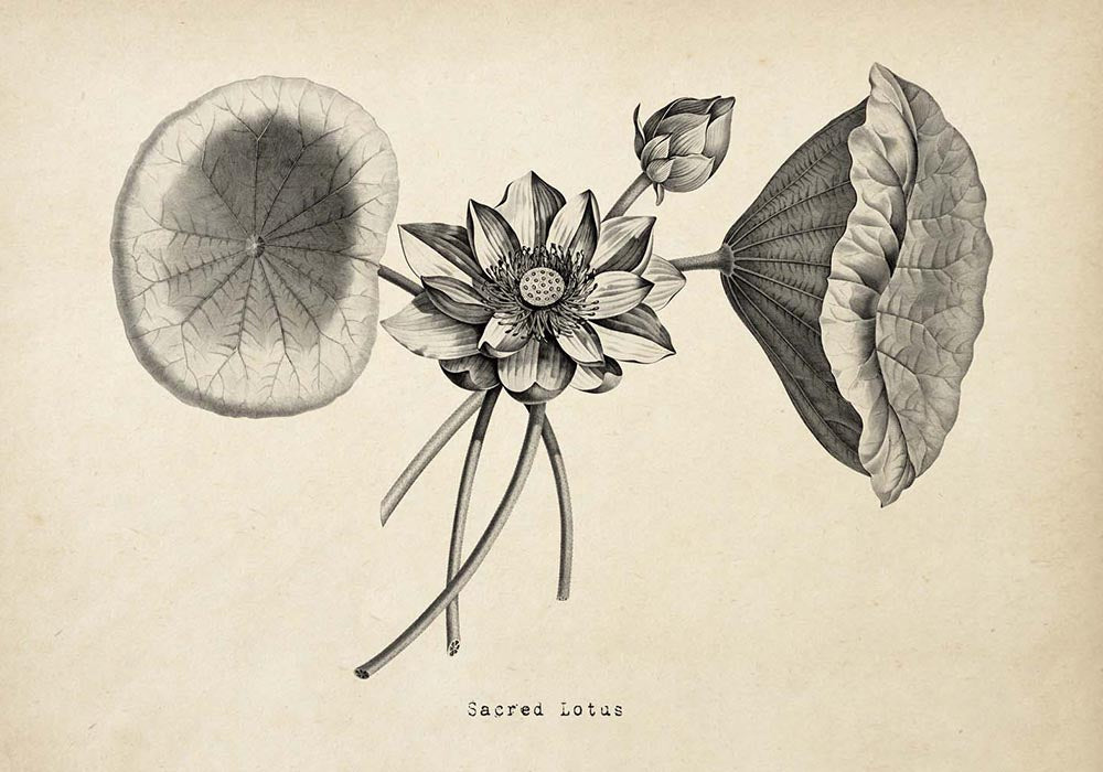 Lotus Set of 3 Prints