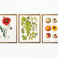 Flower, Leave and Peach Set of 3 Prints