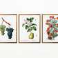 Fruits and Tomate Set of 3 Prints