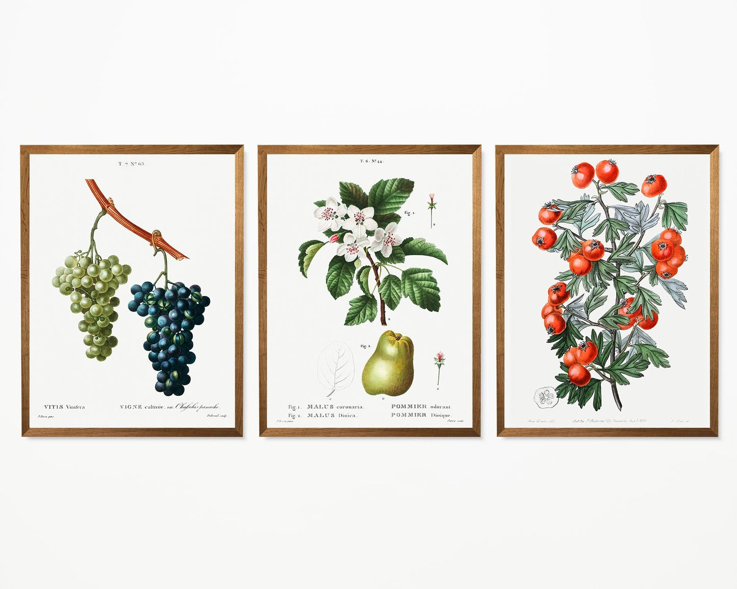 Fruits and Tomate Set of 3 Prints