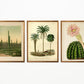 Cactus and Palm Tree Set of 3 Prints
