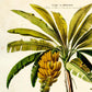 Botanical Haeckel with Banana Set of 3 Prints
