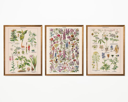 Flowers and Toxic Plants Set of 3 Prints