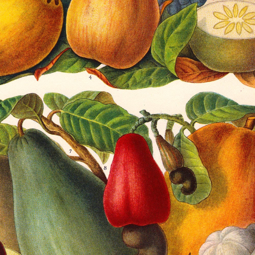 Vintage Fruits chart Decor Illustrations Set of 3 Prints