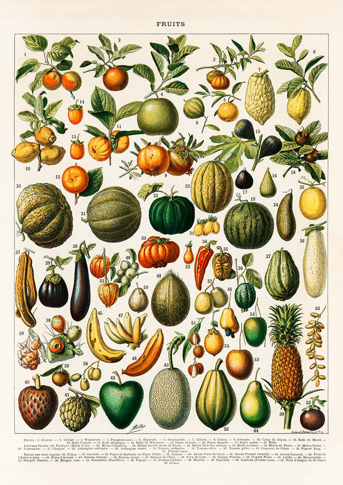 Vintage Fruits chart Decor Illustrations Set of 3 Prints