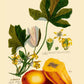 Legumes and Veggies Set of 3 Prints