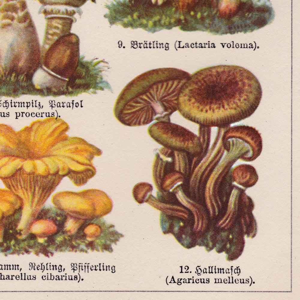 Mushrooms Set of 3 Prints
