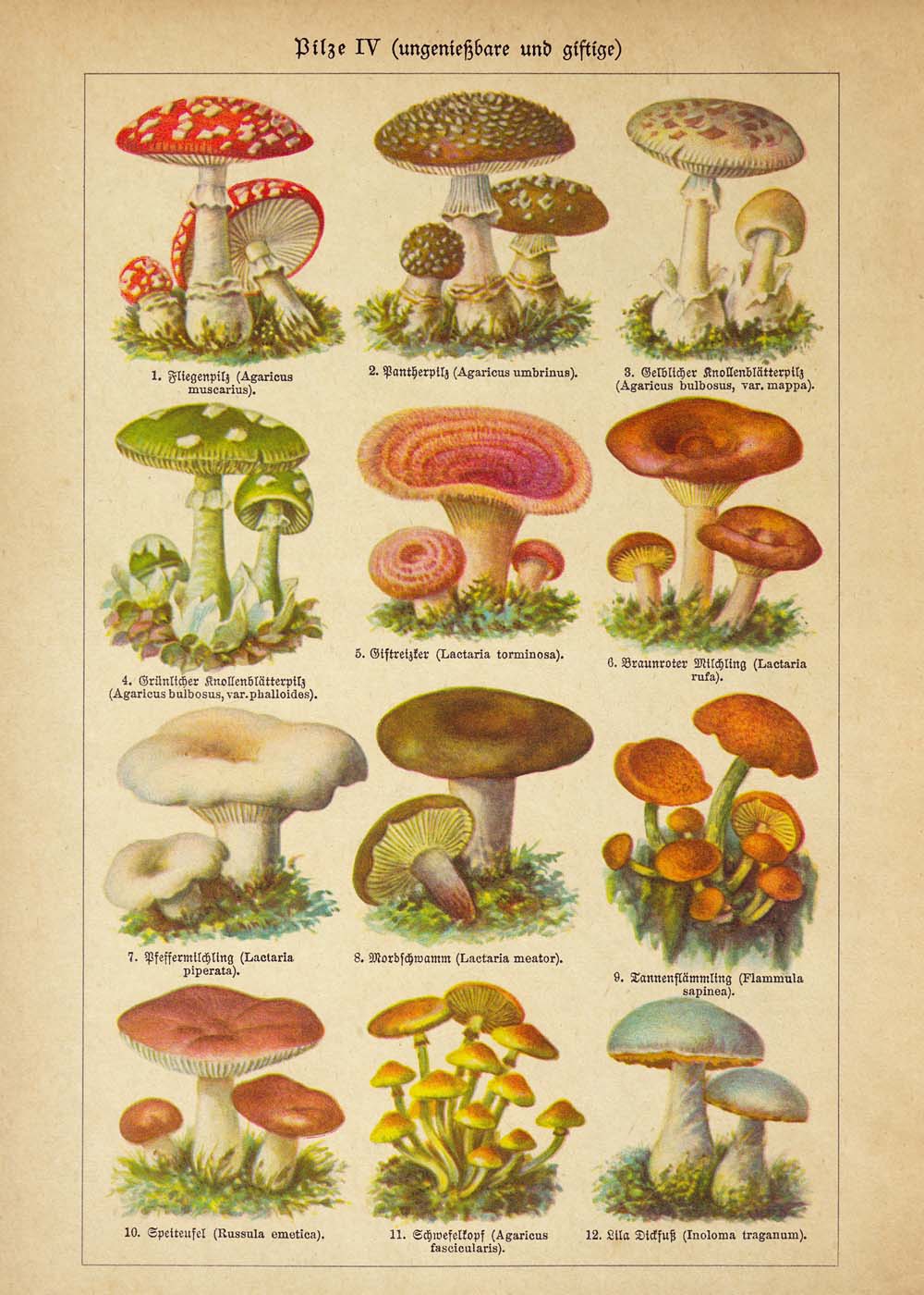 mushroom art print