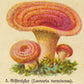 Mushrooms Set of 3 Prints