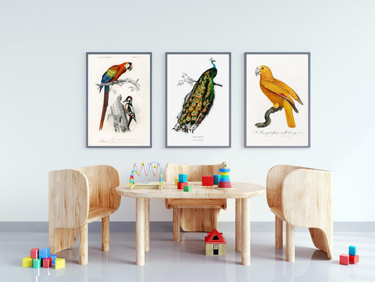 Vintage Bird Illustrations Set of 3 Prints