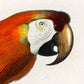 Vintage Bird Illustrations Set of 3 Prints
