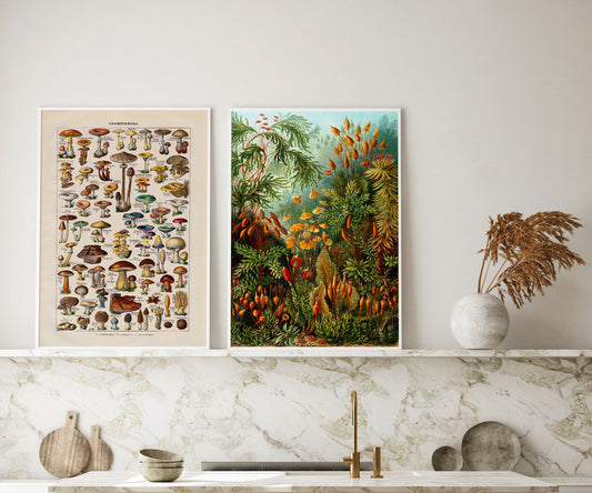 Mushrooms Set of 2 Art Prints
