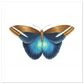 Blue Butterfly Illustration square