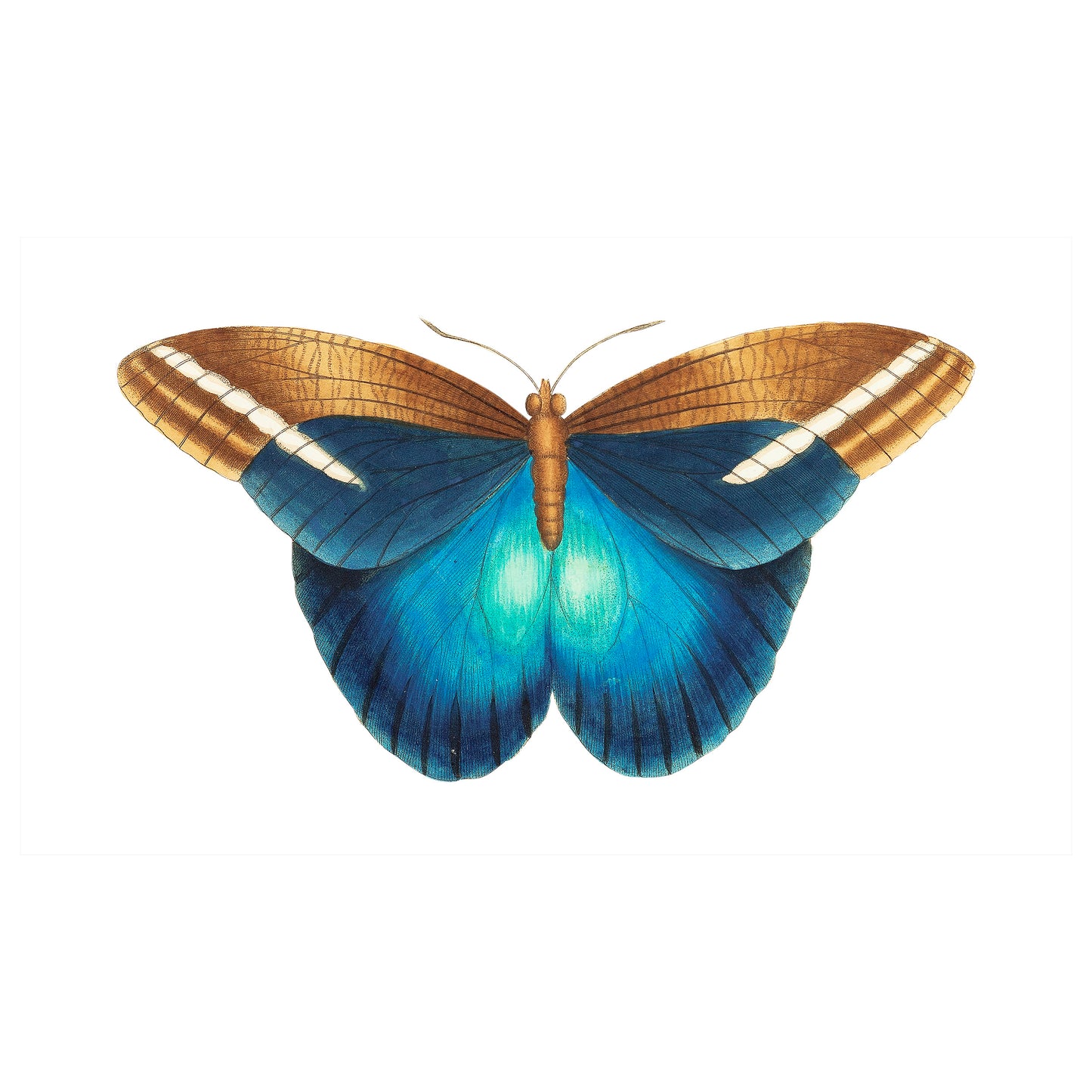 Blue Butterfly Illustration square