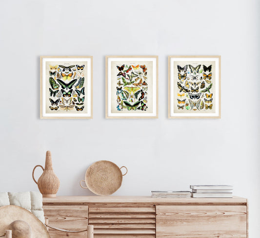 Adolphe Millot Butterfly Poster - Set of 3