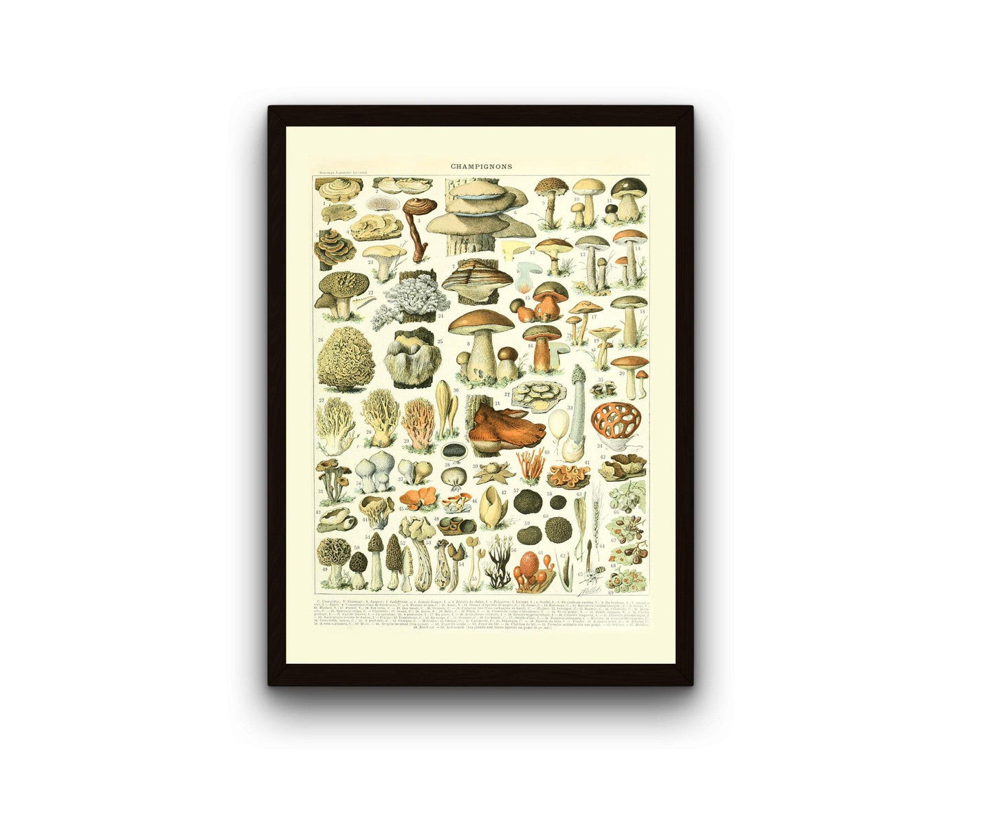 Vintage Mushrooms Botanical Print at Home Art