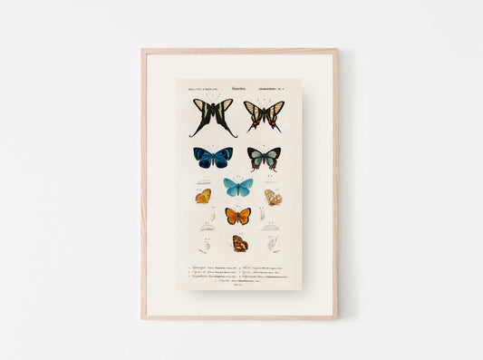 Vintage Butterfly Print
