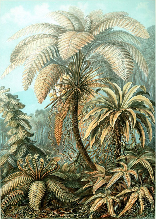 Palm Tree II (Filicinae–Laubfarne)  by Ernst Haeckel