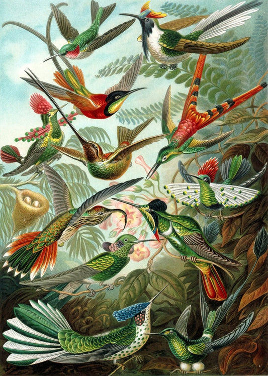 Birds of Paradise II (Trochilidae–Kolibris) by Ernst Haeckel