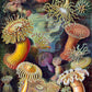Sea Anemone II (Actiniae–Seeanemonen) by Ernst Haeckel