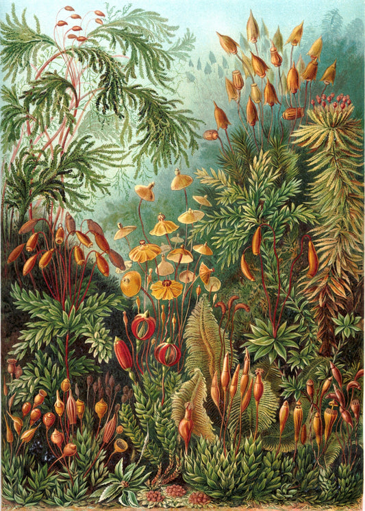 Mushrooms in the Forest II (Muscinae–Laubmoose) by Ernst Haeckel