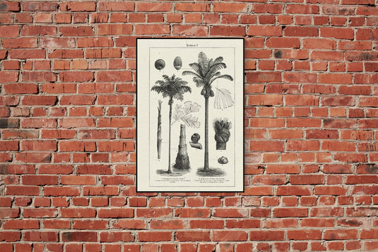Tropicalia Vibes Poster - Set with 3 beautiful Poster for your decor
