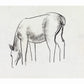Vintage horse fine art print | Horse study sketch | Animal art |  Modern vintage décor | Leo Gestel | Ready to frame & gift
