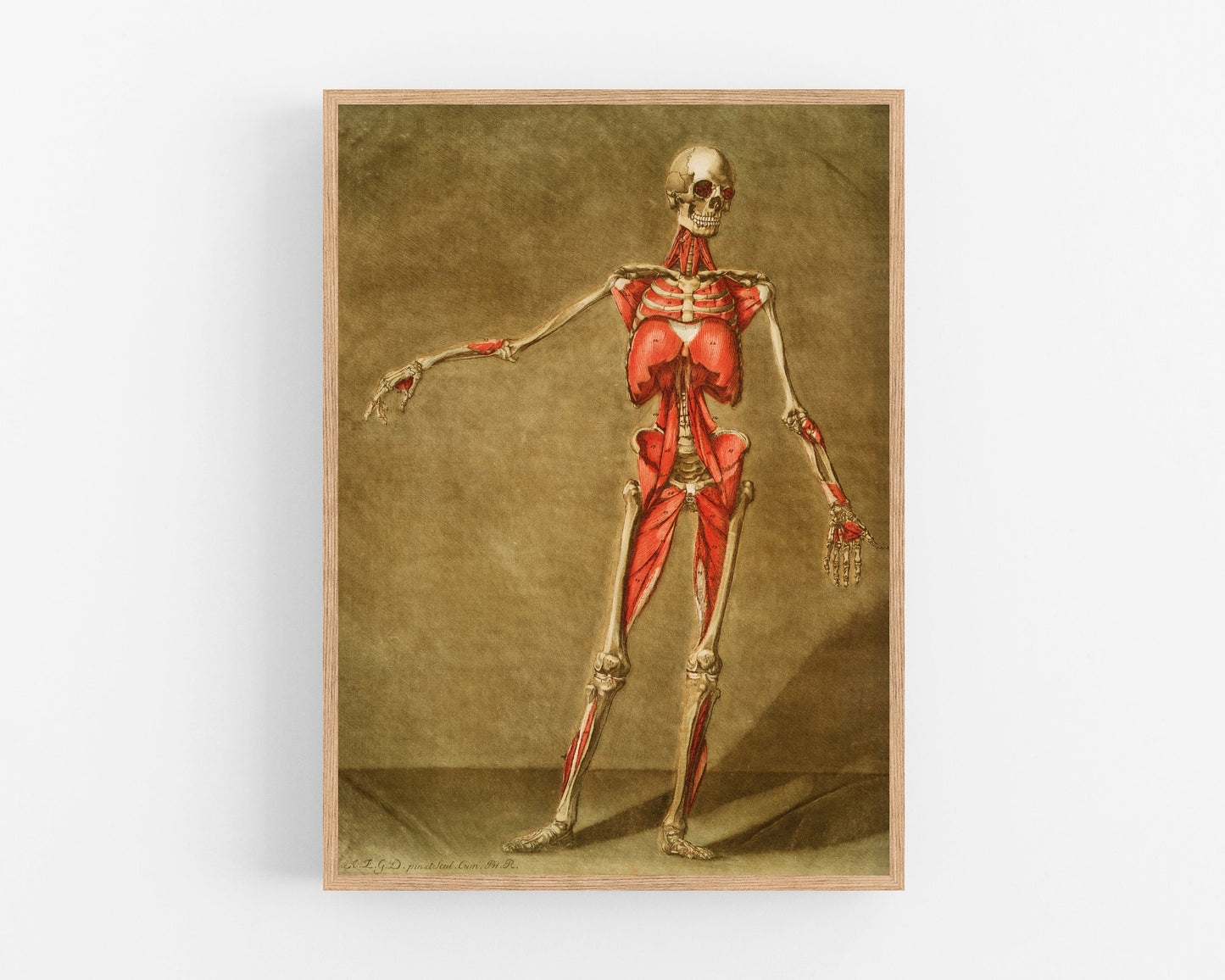 Vintage anatomical illustration | Skeleton and muscle | Giclée fine art print | Modern Vintage decor | Eco-friendly gift
