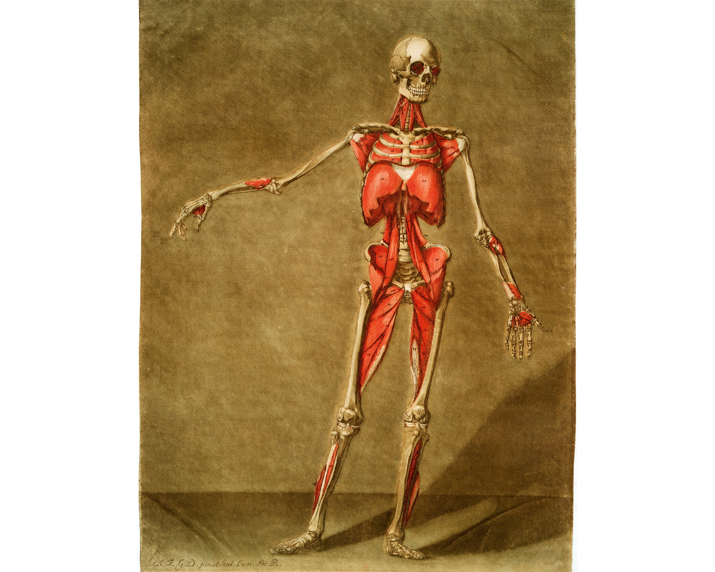 Vintage anatomical illustration | Skeleton and muscle | Giclée fine art print | Modern Vintage decor | Eco-friendly gift