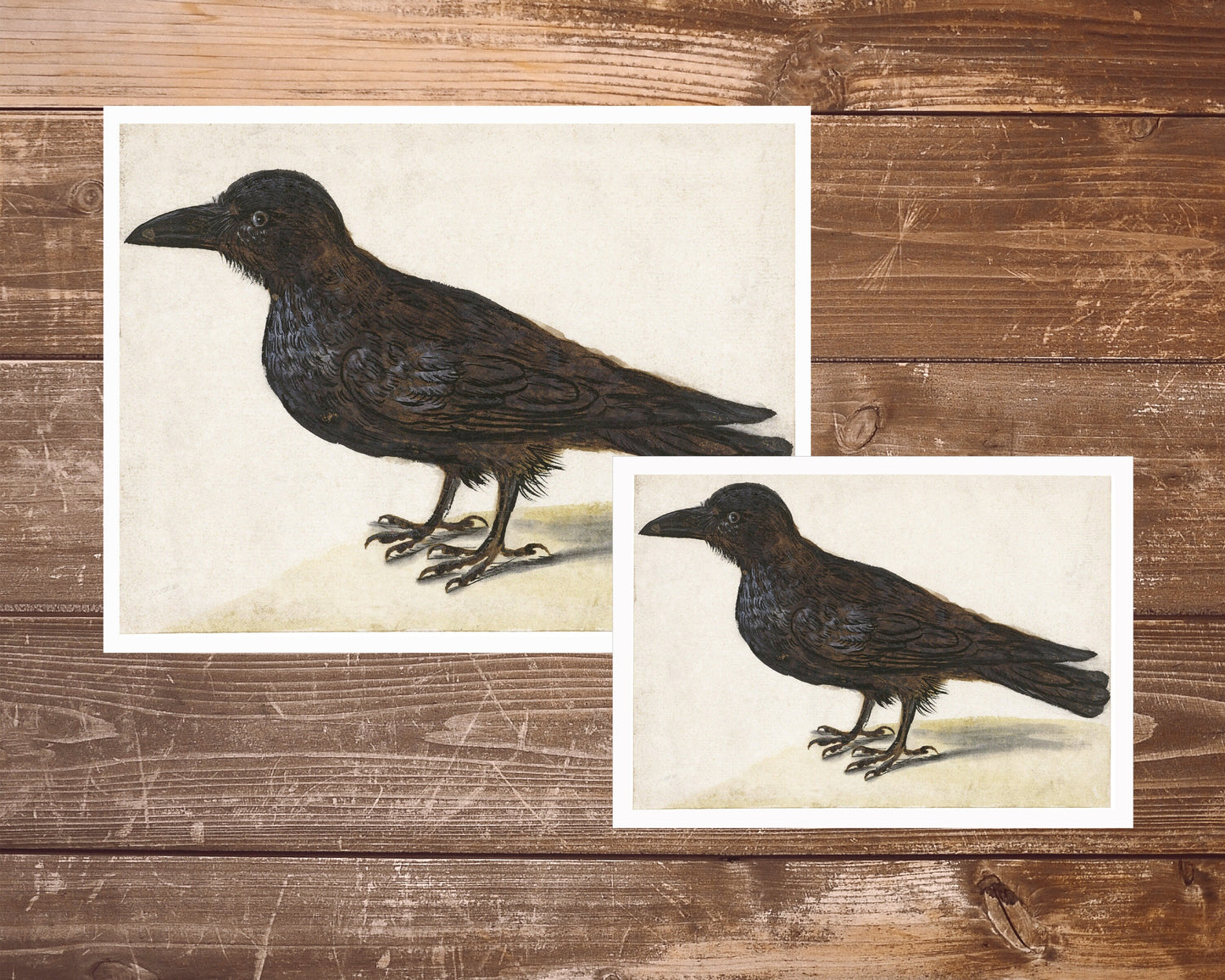 Vintage bird fine art print | Raven art | Black crow illustration |  Modern vintage décor | Ready to frame & gift