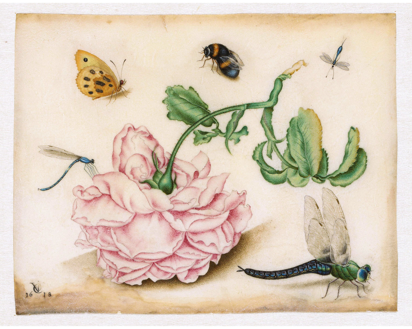 Vintage rose art print | Dragonfly, butterfly, bee, mosquito | 17th century Natural history painting | Eco-friendly gift