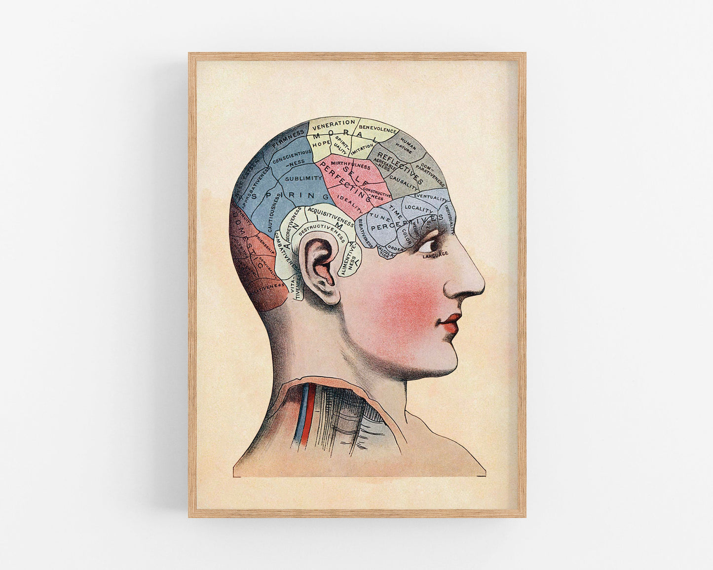 Vintage brain mapping art print | Phrenology of skull illustration | Human head anatomy | Science of the brain | Giclée Eco-friendly gift