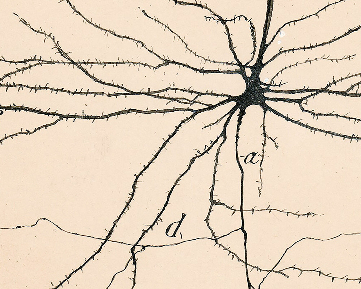 Vintage neuron drawing No. 2 | Santiago Ramón y Cajal  | Antique anatomical illustration | Neuroscience and Biology art | Abstract wall art
