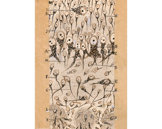 Vintage anatomy drawing | Santiago Ramón y Cajal | Antique dog anatomical illustration | Neuroscience & Biology art | Spanish artist