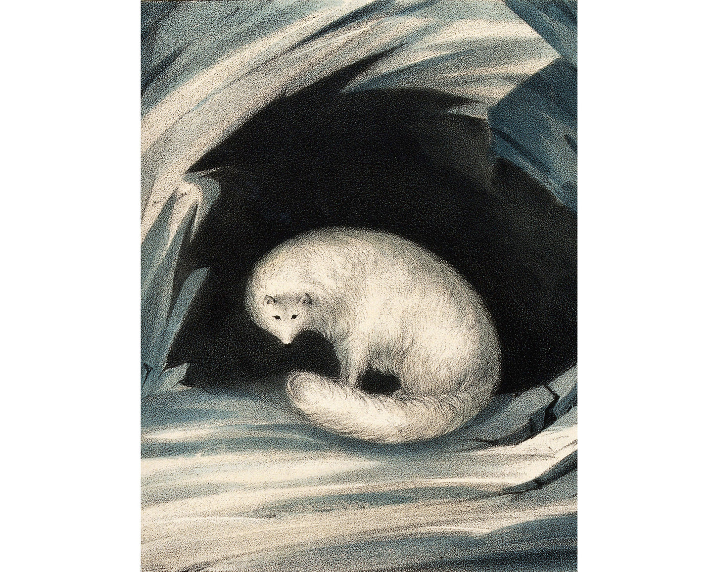 Arctic fox fine art print | Vintage wildlife | Winter illustration | Animal art |  Modern vintage décor | Ready to frame & gift