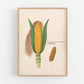Antique ear of corn drawing | Giclée fine art print | Yellow indigo corn | Farm and food illustration| Kitchen art | Eco-friendly gift